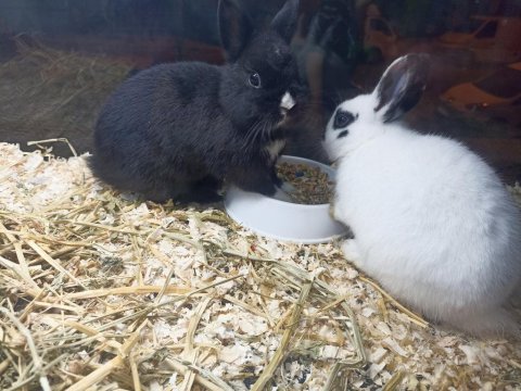 1 erkek 1 dişi yavru tavşanlar