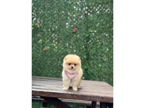 Ayı surat pomeranian boo yavrumuz