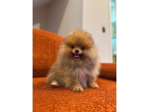 Pomernian boo bebekler