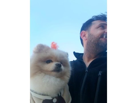 1 yaşında damızlık pomeranian boo