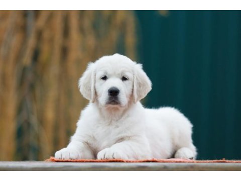 Golden retriever kapıda ödeme hizmetimiz vardır
