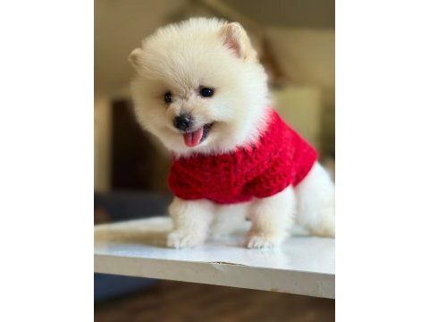 Orjinal tatlı pomeranian boo