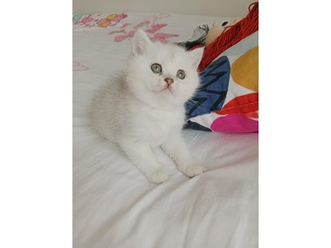 British shorthair pamuklar yuvasını bekliyor