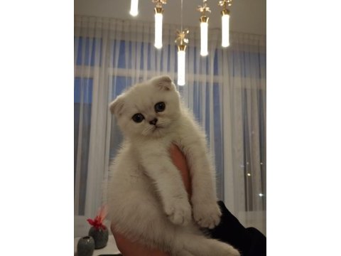 Satılık scottish fold