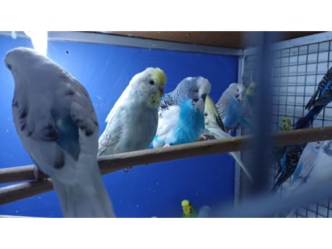 Yetişkin erkek yada dişi kuşlarımız mevcut