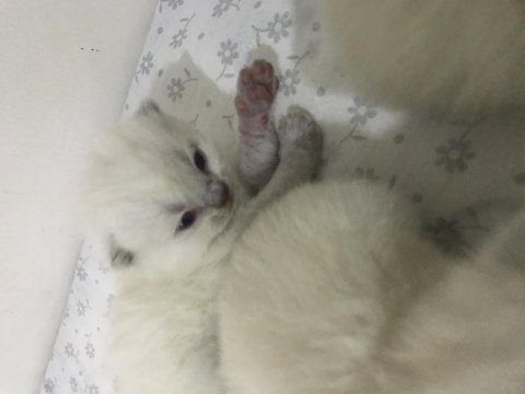 British shorthair yavru kedimiz
