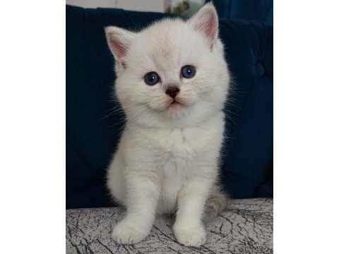 Orjinal british shorthair yavrular