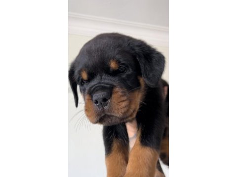 Grand türkiye şampiyonu yavruları a şecereli rottweiler