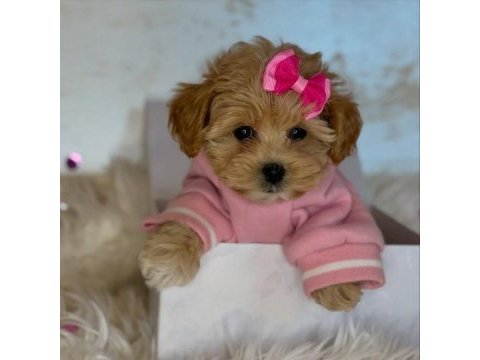 Irk garantili f2 maltipoo yavruları