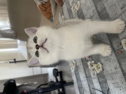 British shorthair silver ns11