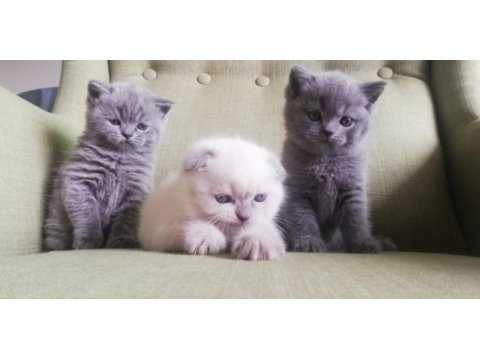 Scottish fold kedim