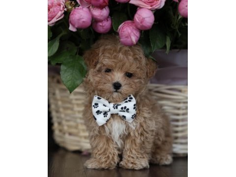 Micro boy aşılı maltipoo (gercek görsel)