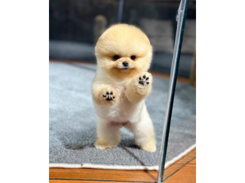 Profesyonel yetiştiriciden pomeranian güvenli teslim