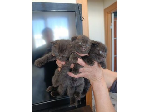 Scottish fold kedimiz
