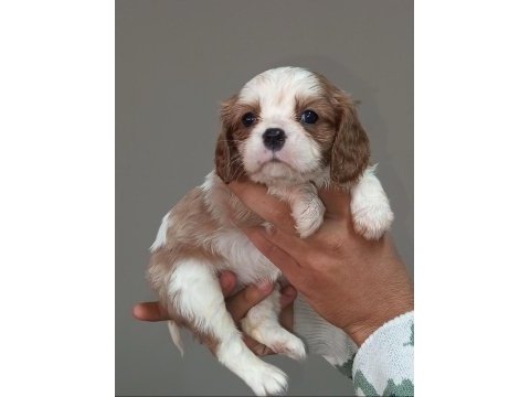 Cavalier king charles yavruları