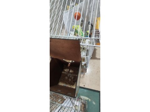 Muhabbet kuşlar 15 yavru aldım şuan 5 yumurta var
