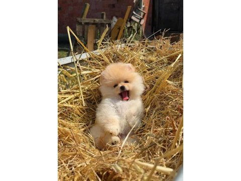 Kokoş pomeranian bebekler