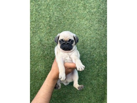 Oyun delisi gül kuyruk pug mops yavrular