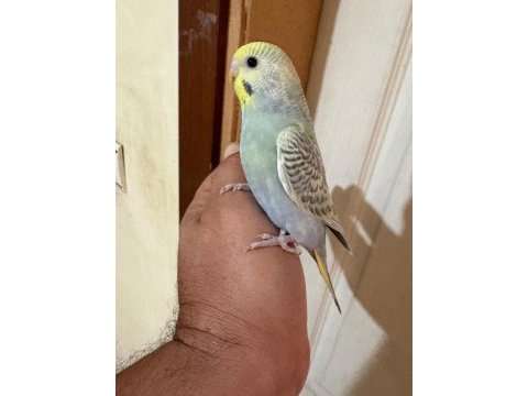 31 günlük çekoslovak bebek muhabbet kuşu