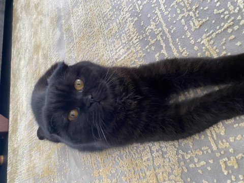Scottish kedi