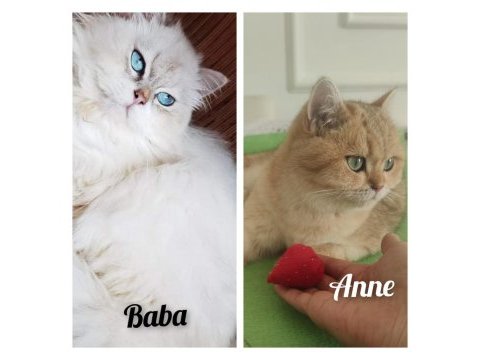 British shorthair rezerve edilir