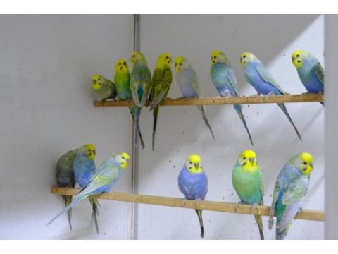 Rainbow muhabbet kuşları