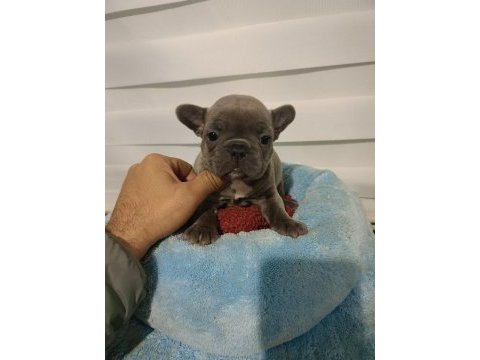 Efsane french bulldog yavrularım