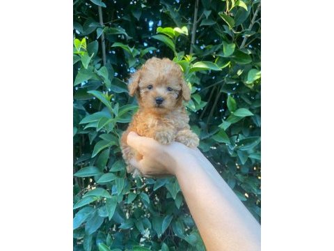 Teackup poodle fincan içi
