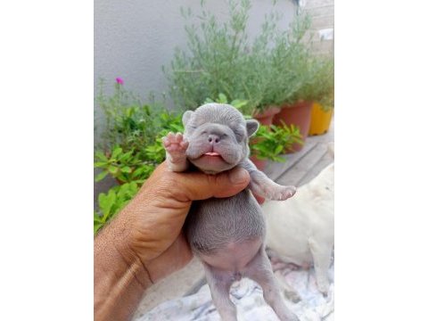 Egzotic fransız bulldog