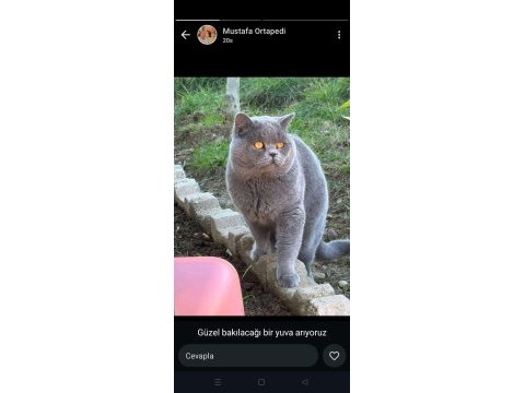 2 yaşında temiz ev kedisi erkek