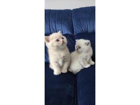 Kendi kedimin yavruları