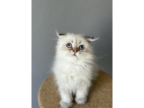 Scottish fold longhair