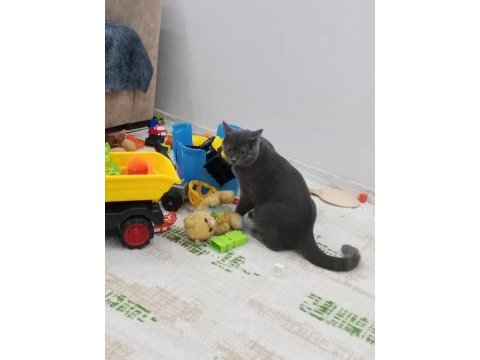 British shorthair kedisi çok oyuncu