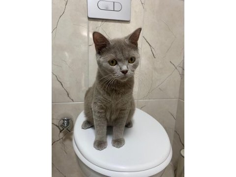 British shorthair kedisi