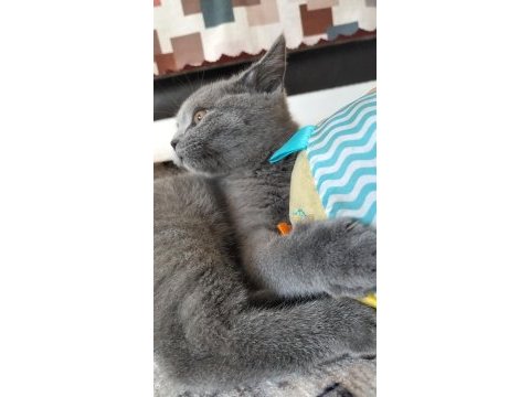 Çok sevecen ve oyuncu british shorthair