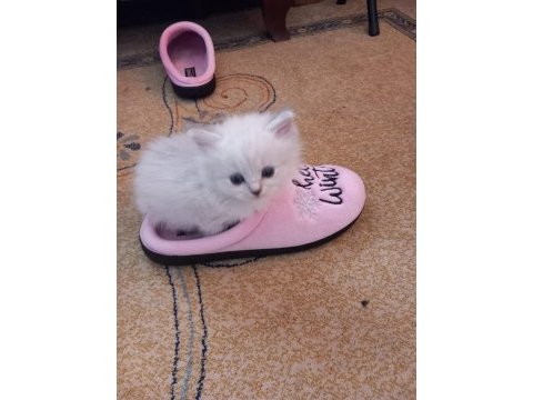 Prensesimiz british longhair