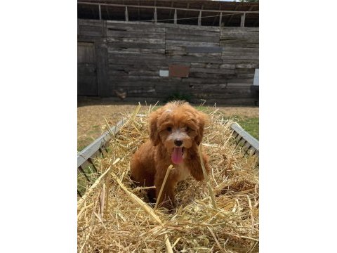 Biblo maltipoo gülen yüz