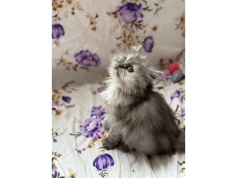 İran chinchilla yavrular