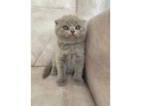 Show kalite sıfır kulak top kafa fawn renk bebis