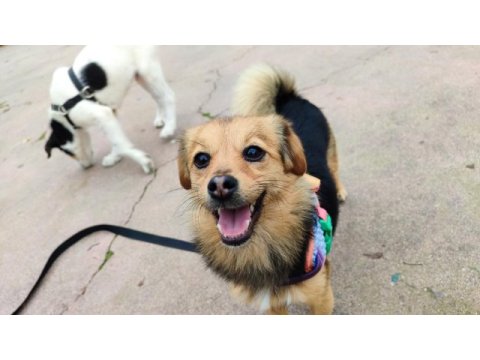 Ücretsiz sahiplendirme köpeğimiz