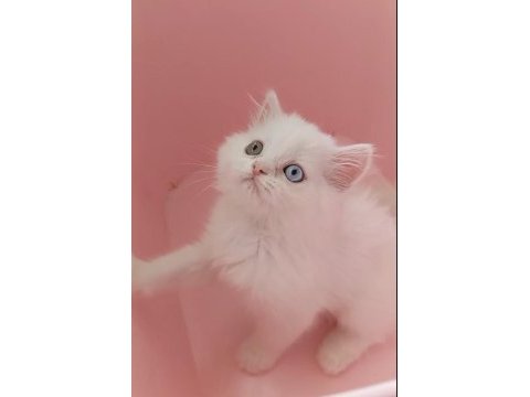 Odd eyes british longhair