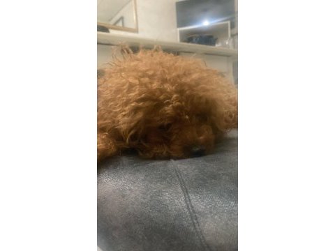 Poodle köpeği
