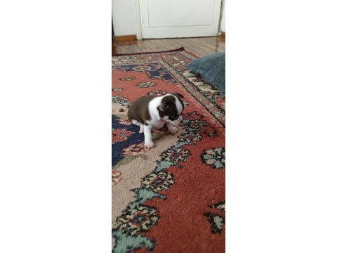 Orjinal 0 beden 45 günlük chihuahua yavrularımız