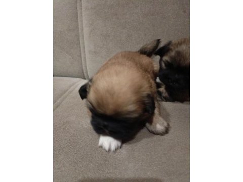 1.5 aylık pekinez yavrular