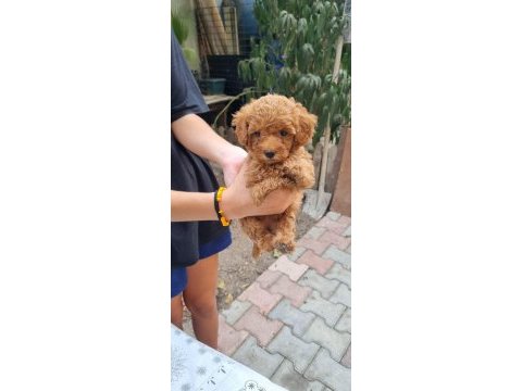 Toy poodle yavrular izmir