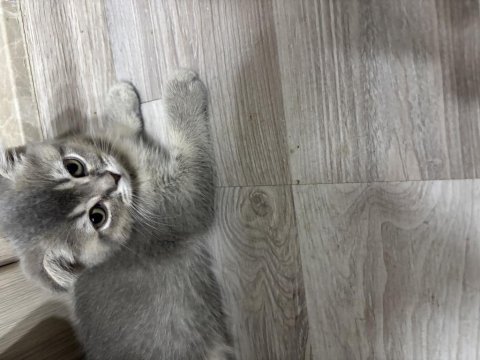 Scottish fold yavrularımız