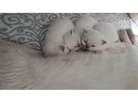 British shorthair yavrumuz