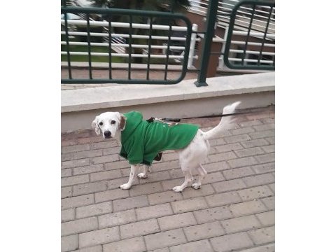Köpeğimiz dobby yuvasını arıyor