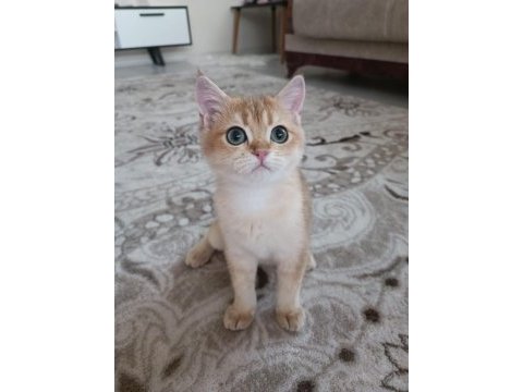 Golden cat british shorthair