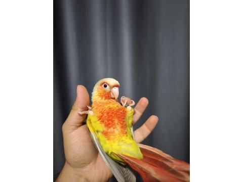 Evcil 4 aylık konur papağanı